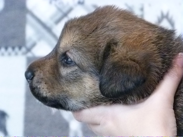 chinook puppy